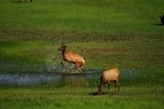 RMNP Elk Pond Frolicking