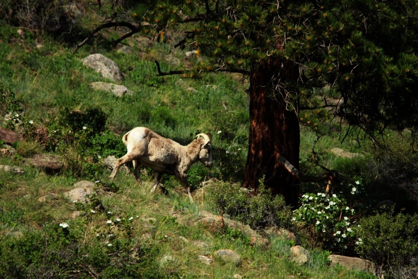 RMNP Big Horn Sheep