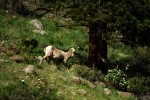 RMNP Big Horn Sheep