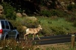 RMNP Big Horn Sheep Crossing The Road