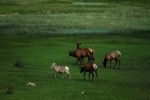 RMNP Elk and Big Horn Sheep
