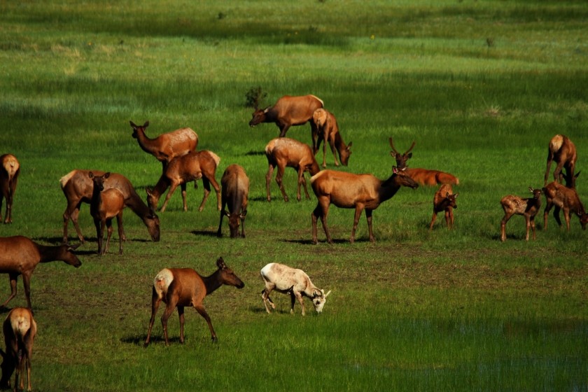 RMNP Elk and Big Horn Sheep