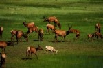 RMNP Elk and Big Horn Sheep