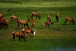 RMNP Elk and Big Horn Sheep