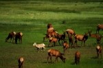 RMNP Elk and Big Horn Sheep