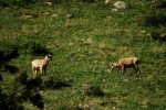 RMNP Big Horn Sheep