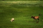 RMNP Elk and Big Horn Sheep