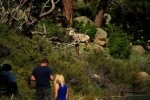 RMNP Big Horn Sheep