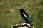 RMNP Magpie