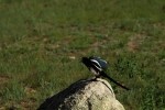 RMNP Magpie