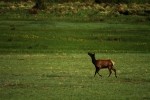 RMNP Prancing Elk