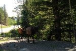 RMNP Wandering Elk