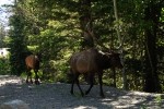 RMNP Wandering Elk