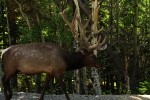 RMNP Wandering Elk