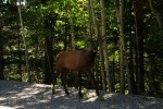 RMNP Wandering Elk