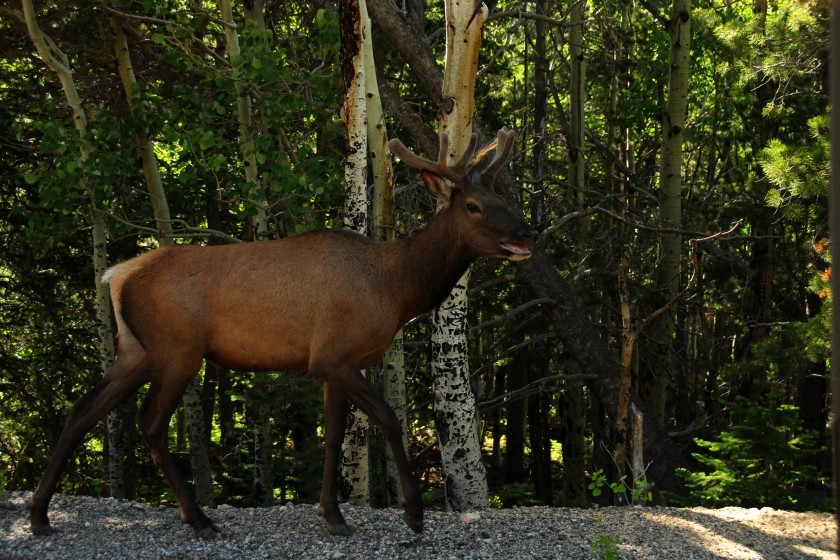 RMNP Wandering Elk