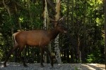 RMNP Wandering Elk