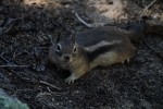 RMNP Golden Mantle Ground Squirrel