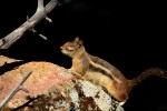 RMNP Golden Mantle Ground Squirrel