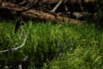 RMNP Violet-Green Swallow