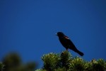 RMNP Red-Winged Blackbird