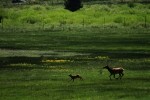 RMNP Elk Prancing