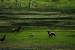 RMNP Elk Prancing