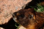 RMNP Yellow Bellied Marmot