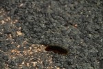 RMNP Fuzzy Caterpillar