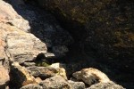 RMNP Pika