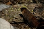 RMNP Yellow Bellied Marmot