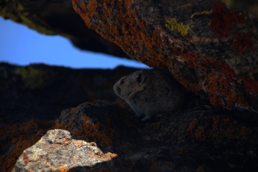 RMNP Pika