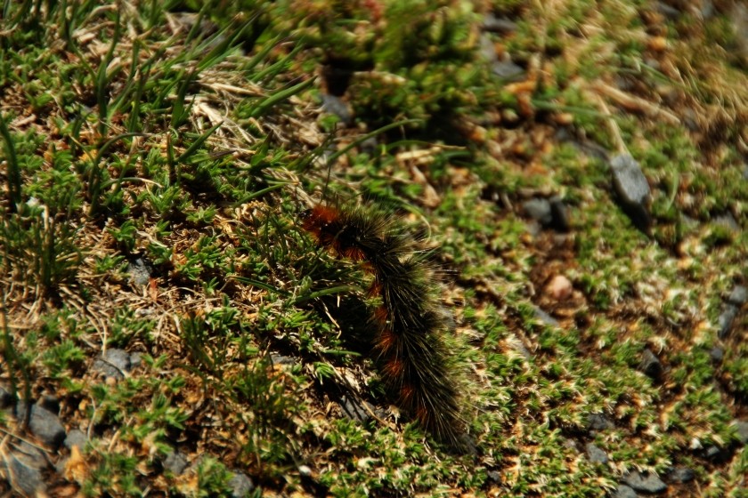 RMNP Fuzzy Caterpillar