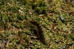 RMNP Fuzzy Caterpillar