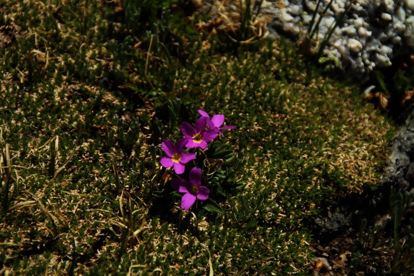 RMNP Fairy Primrose