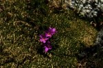 RMNP Fairy Primrose