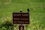 RMNP Magpie