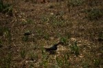 RMNP Violet-Green Swallow