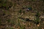 RMNP Violet-Green Swallow