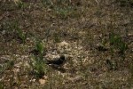 RMNP Violet-Green Swallow