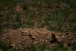 RMNP Wyoming Ground Squirrel