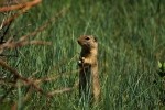 RMNP Wyoming Ground Squirrel