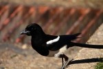 RMNP Magpie