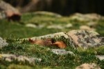 RMNP Yellow Bellied Marmots Wrestling