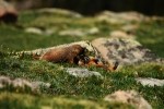 RMNP Yellow Bellied Marmots Wrestling