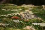 RMNP Yellow Bellied Marmots Wrestling