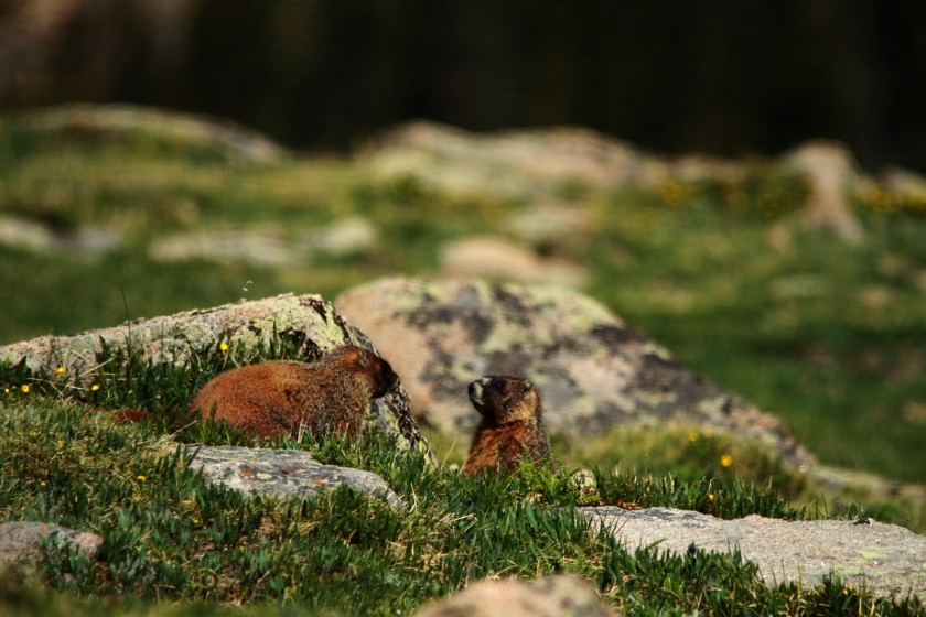 RMNP Yellow Bellied Marmots Wrestling