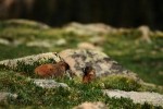 RMNP Yellow Bellied Marmots Wrestling