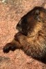 RMNP Pensive Yellow Bellied Marmot