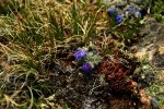 RMNP Alpine Forget Me Not